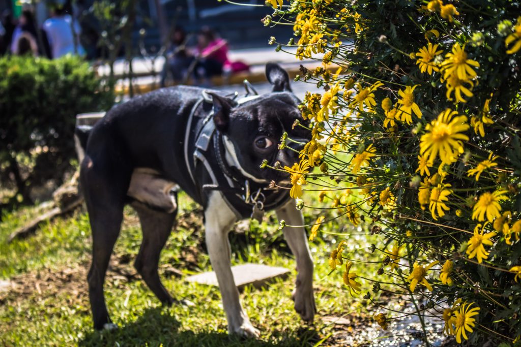 Fotografía con tu mascota by DSP